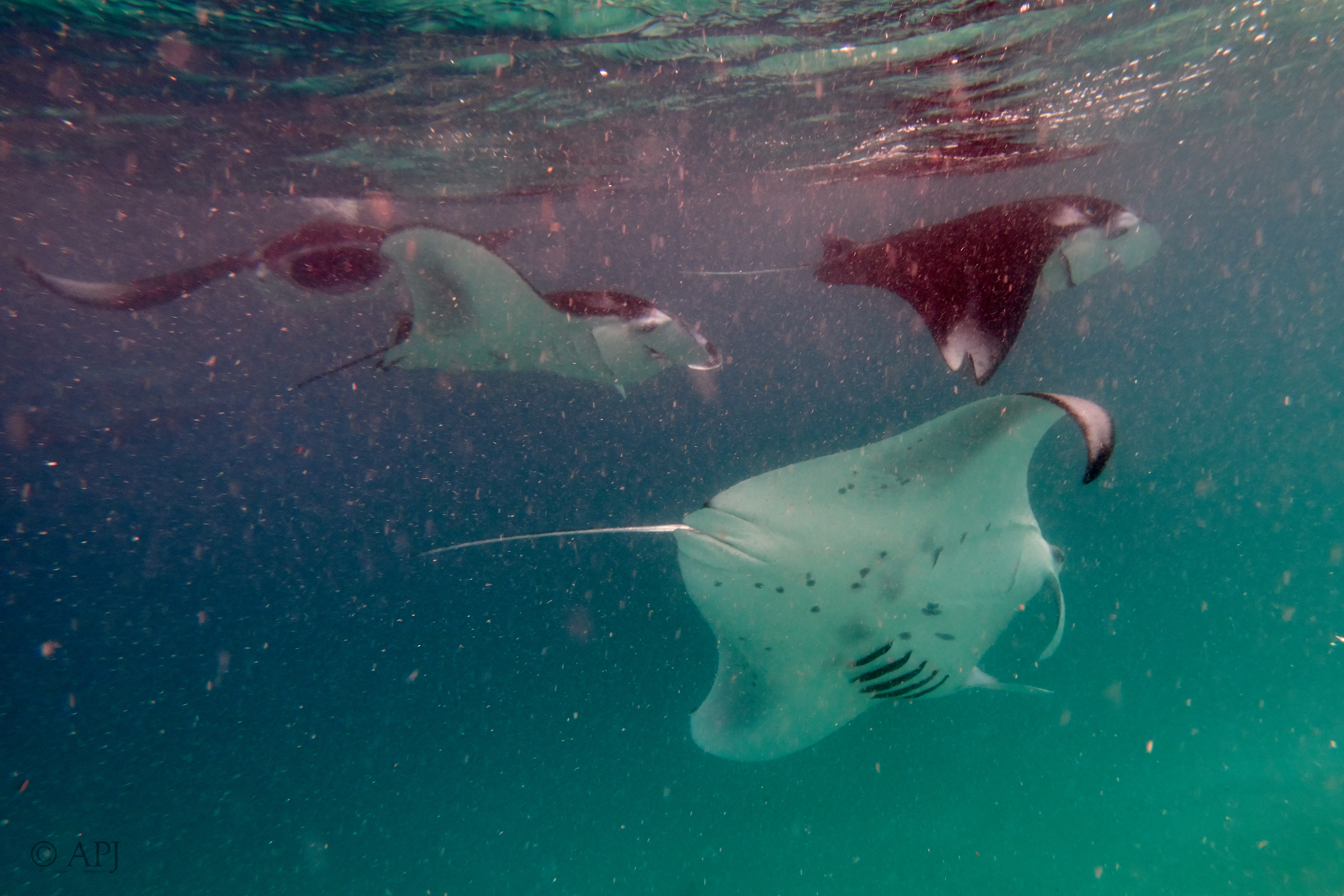 002539 17 08 17  Canon PowerShot G7 X Mark II   Malediven2017